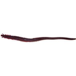 Soft Plastic Lures Berkley Gulp Sandworm Soft Plastic Lure 6in Bloodworm