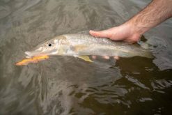 Daiwa Infeet Slippery Dog TG Tune Surface Lure 65mm Krill -Fishing Lures Sales Store BCF 601429 02 krill hi res