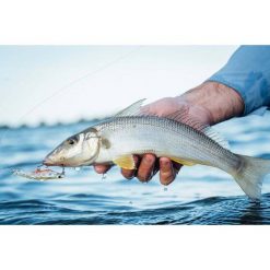 MMD Estuary Surface Lures Splash Prawn Surface Lures 95mm Sunburnt Jelly -Fishing Lures Sales Store BCF 605410 05 sunburntjelly hi res