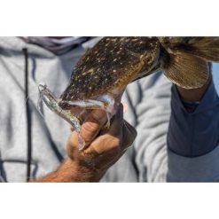 Soft Plastic Lures Berkley Powerbait Shrimp Soft Plastic Lure 2in Pink Glitter 15 Soft Plastic Lures Berkley Powerbait Shrimp Soft Plastic Lure 2in Pink Glitter -Fishing Lures Sales Store BCF 623041 05 pinkglitter hi res