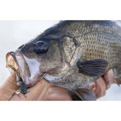 Soft Plastic Lures Berkley Powerbait Shrimp Soft Plastic Lure 2in Pink Glitter 16 Soft Plastic Lures Berkley Powerbait Shrimp Soft Plastic Lure 2in Pink Glitter -Fishing Lures Sales Store BCF 623041 06 pinkglitter hi res