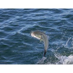 Soft Plastic Lures Berkley Powerbait Forktail Minnow Soft Plastic Lure 3.5in Bleak 11 Soft Plastic Lures Berkley Powerbait Forktail Minnow Soft Plastic Lure 3.5in Bleak -Fishing Lures Sales Store BCF 623059 03 bleak hi res