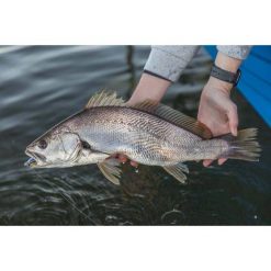 Soft Plastic Lures Berkley Powerbait Jerkshad Soft Plastic Lure 5in Bleak