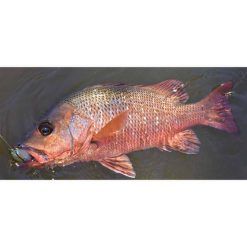 Soft Plastic Lures Berkley PowerBait Buzz'n Speed Toad Soft Plastic Lure 4in Black -Fishing Lures Sales Store BCF 625184 01 black hi res