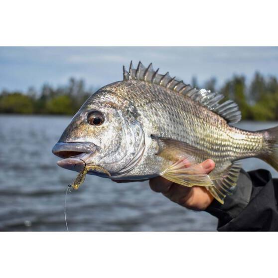 Soft Plastic Lures Berkley PowerBait Fan Tail Shrimp Soft Plastic Lure 3in Cappuccino 5 Soft Plastic Lures Berkley PowerBait Fan Tail Shrimp Soft Plastic Lure 3in Cappuccino - Image 3