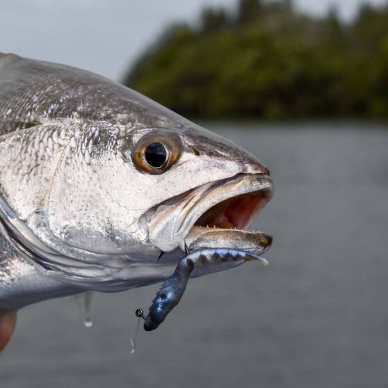 Soft Plastic Lures Berkley PowerBait Fan Tail Shrimp Soft Plastic Lure 3in Cappuccino 7 Soft Plastic Lures Berkley PowerBait Fan Tail Shrimp Soft Plastic Lure 3in Cappuccino - Image 5