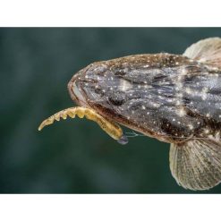 Soft Plastic Lures Berkley PowerBait Fan Tail Shrimp Soft Plastic Lure 3in Cappuccino 17 Soft Plastic Lures Berkley PowerBait Fan Tail Shrimp Soft Plastic Lure 3in Cappuccino -Fishing Lures Sales Store BCF 637691 06 cappuccino hi res