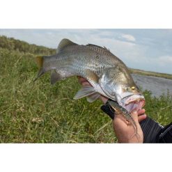 Soft Plastic Lures Berkley PowerBait Fork Tail Minnow Soft Plastic Lure 4.5in Blue Shiner Gold 7 Soft Plastic Lures Berkley PowerBait Fork Tail Minnow Soft Plastic Lure 4.5in Blue Shiner Gold -Fishing Lures Sales Store BCF 637700 01 blueshinergold hi res