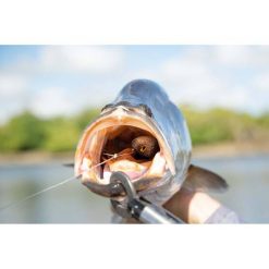 Swimbait And Glidebait Lures Berkley Shimma Pro-Rig Soft Plastic Lure 6.5in Dirty Peach 11 Swimbait And Glidebait Lures Berkley Shimma Pro-Rig Soft Plastic Lure 6.5in Dirty Peach -Fishing Lures Sales Store BCF 637744 04 dirtypeach hi res